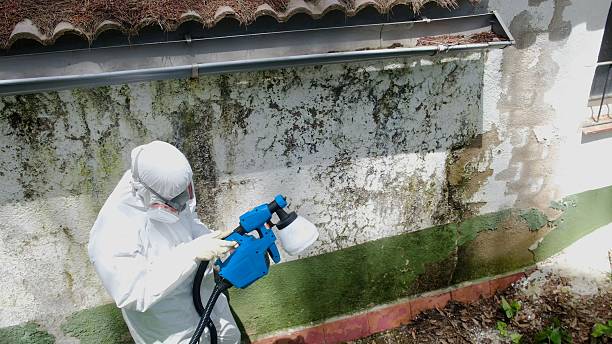 Top rated local Mold Remediation specialists in Fort Monmouth, NJ